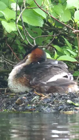 Great Crested Grebe Feeding Chick. #birds #birdsvoice #beautifull #birdssinging #nature #beautifull #birdslover #beautifullbirds #singing #wildnature #wildlife #wild #peacefull #relaxing #loving #bird #viral #viralvedio #viraltiktok #100k #LearnOnTikTok #grow #tiktok #f #foryoupage #foryou #fyp