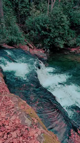 Nature Vibes in Georgia - Hemlock Falls Trail - Walking in Nature  #waterfall #waterfalls #nature #naturevibes #naturelove #naturelover #naturelovers #calming #positivevibe #peaceful #goodvibes #longwaydown #forest #forestvibes #photography #beauty #fyp #takeawalk #explore #trail #Hiking #hike #Outdoors #trails #lovetrails #positivevibes #natureisbeautiful #meditation #aestheticnature #timepass #lostworld #meditate #trailspinexplorer  #HiddenGems 