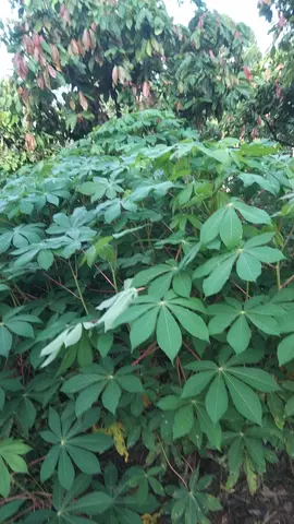 pagi2 kita sudah di kebun gaes kita mau petik sayur daun singkong  #daunsingkongenak #fyp
