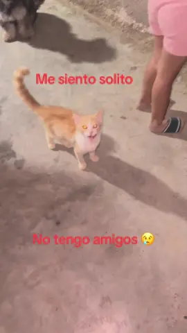 #notengoamigos #tiktok #viral #gato #gatito #mesientosolito