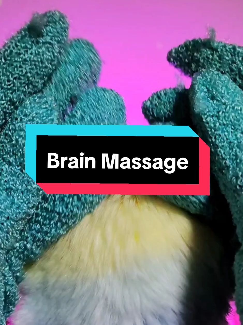 Brain massage is a highly requested trigger in my lives...so I made a 1 hour video on youtube of just brain massage on loop so you can sleep on nights I'm not live 🥰 link is in the bio! . . . #brainmassage #headscratches #asmr #asmrmassage #micmassage #braintingles #tingleyasmr #asmr_tingles #relaxthemind #asmrforanxiety #asmrtriggers #gloves #asmrgloves #asmrforsleep 