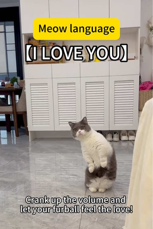 Meow language’I love you’#catlanguage #cattips #meowlanguage #catsoftiktok #cat #catlover #catowner 