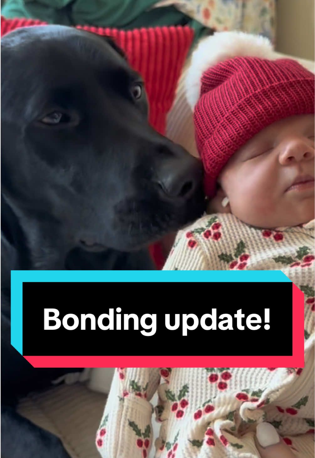 Gus and my baby girl have made some progress👀 #foryou #fyp #baby #dogsoftiktok 