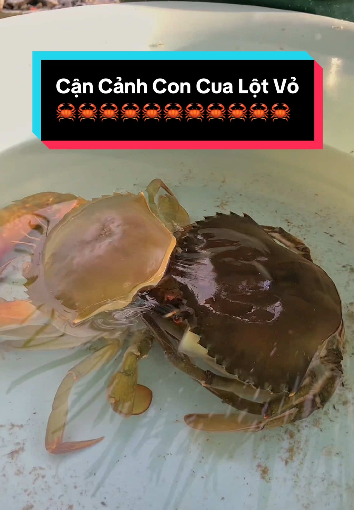 Cận cảnh Cua Lột Vỏ  #cua #cualột #cuacốm🦀 #🦀 #ăn #ăncua #cuabaoan #cuacốm #cuagiare #cuamietthu #shopcua #cuathit #cuaquangcanh #cuabien #cuathiennhien #combocua #miềntây #đặc #đăcsanvungmien #mietvuon @TRAI LÀNG MIỀN TÂY @Đặc Sản Miệt Thứ #tuananhdo 