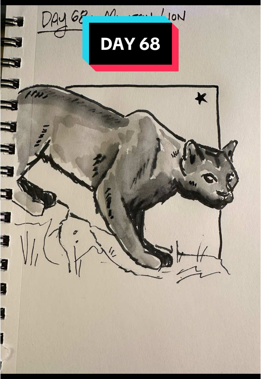 Mountain Lion is a big cat! #cougar #mountainlion #puma #art #animalart #drawing #animaldrawing #scienceillustration #animaleveryday 