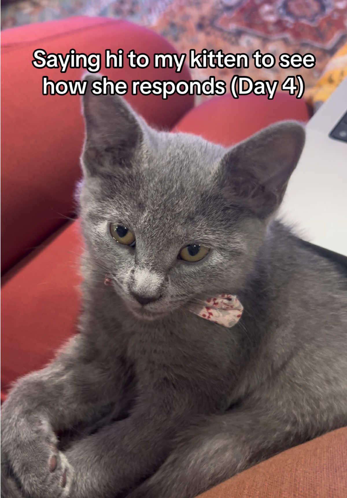 What is she trying to say? #talkingcat #talkinganimals #cattok #cuteanimals #catlover #cutekitten #kitten #catsdoingthings #cutekitty #catvideos #cutecatvideos #kittenrescue #kittenlove #adorablecats #adorablecat 