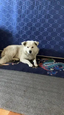 🐕🐾🥰