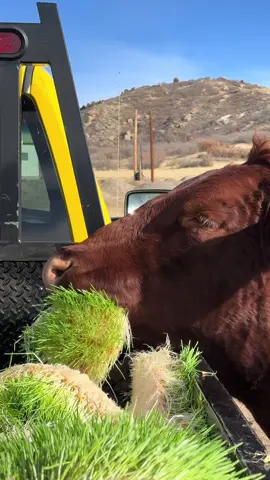 Not willing to wait for the truck to be unloaded. #fodder #farm #farmlife #farming #ranching #ranchlife #cattle #cattleranch #cow #cows #farmanimals #reels #reel #reels__tiktok #hydroponics #cea #agtech #explore #explorepage 