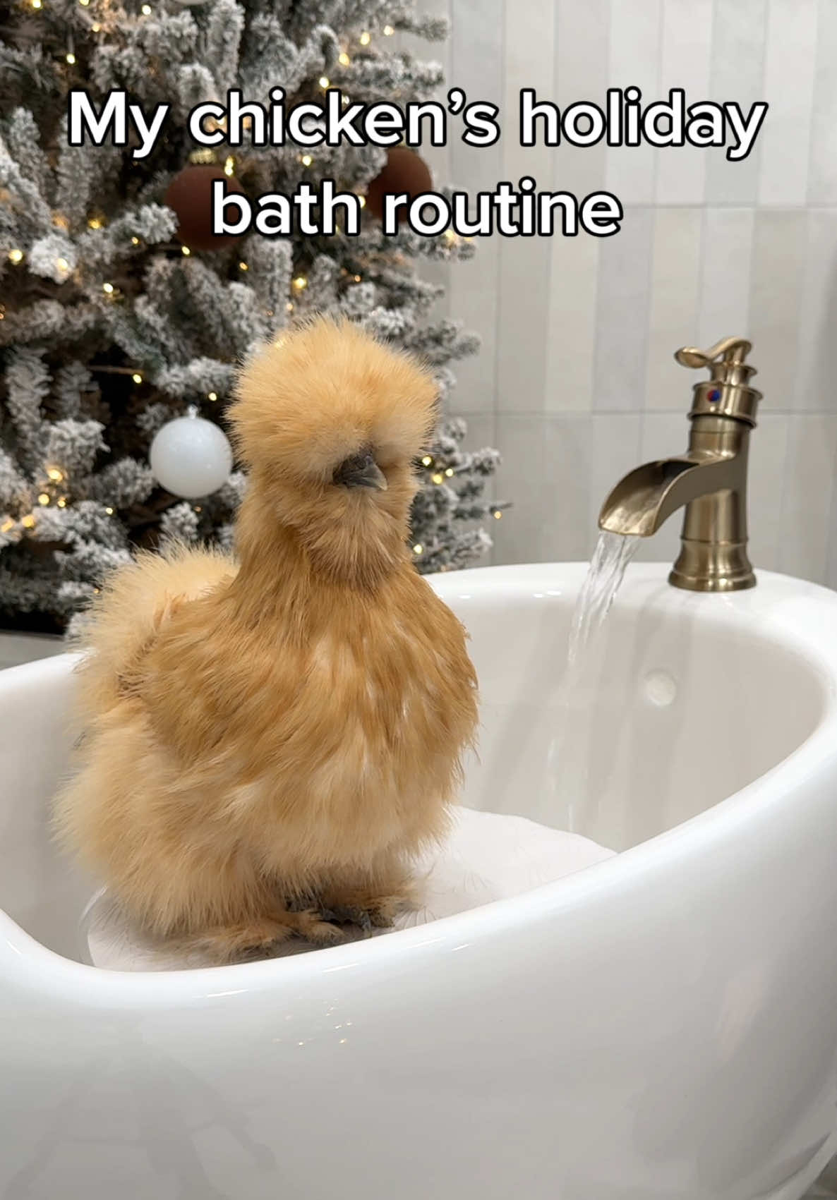 Little Rosie loves a good spa day 🧼🎄 #christmas #chicken #bath #routine 