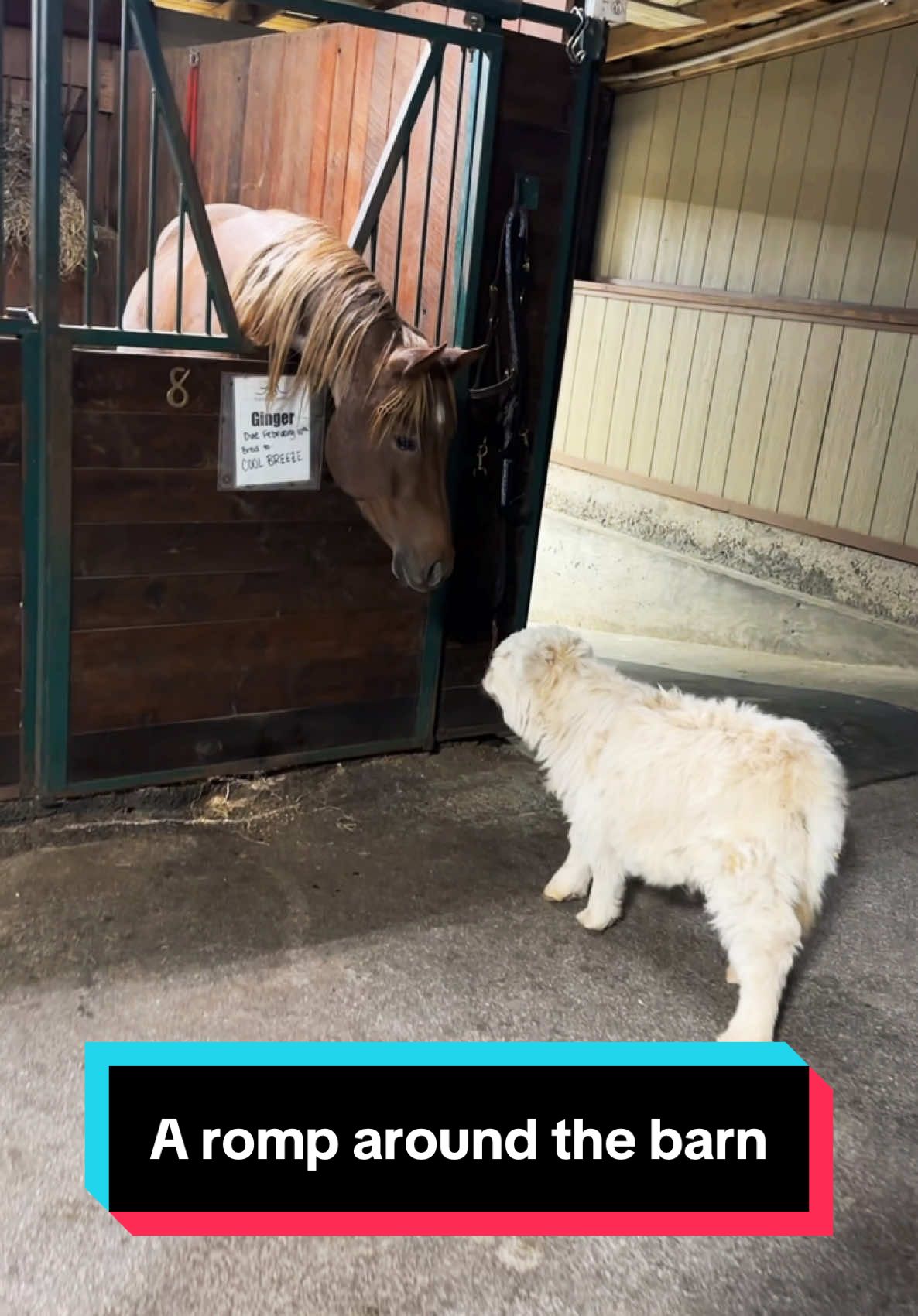 Granny calves is what they are🤣🐮 #pearlpepperandpeanut #minicows #minicowsoftiktok #babycows #cutecows 