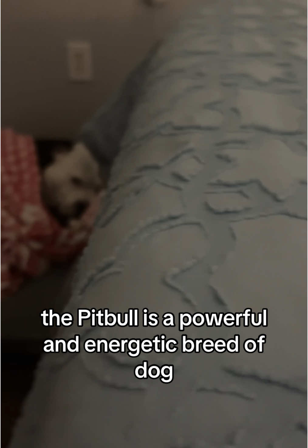 To think he went from living in a shelter for over a year to being tucked into bed with his blankie. CANNOT forget the blankie.  #pitbull #pitbullsoftiktok #shelterdog #bedtime #bedtimeroutine #dogsoftiktok #fyp #fypシ #foryou #dogedit 