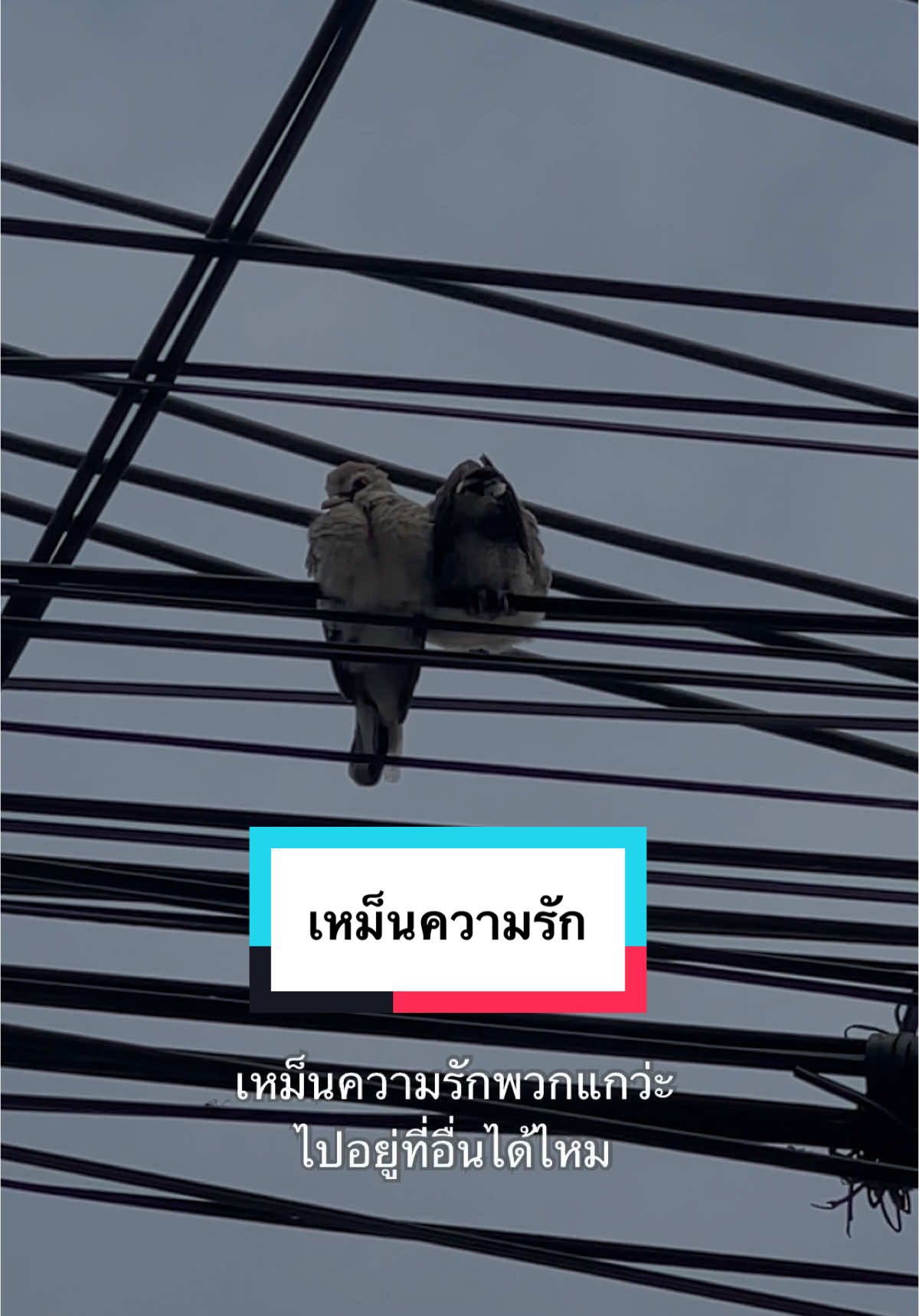 เหม็นความรัก🤣 ##funny##PetsOfTikTok