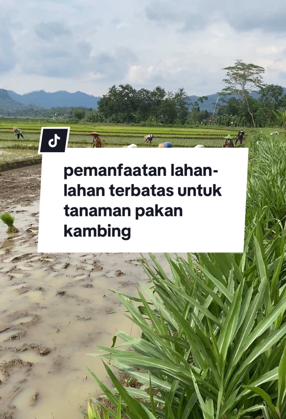 sebagai komponen penting dalam berternak, pakan menjadi sesuatu yang harus selalu ada. maka untuk menjaga ketersediaan perlu berbagai upaya, salah satunya adalah dengan memanfaatkan lahan-lahan terbatas di sekitar kita. #fyp #peternakan #peternakkambing #edukasitiktok #edukasipeternakan 