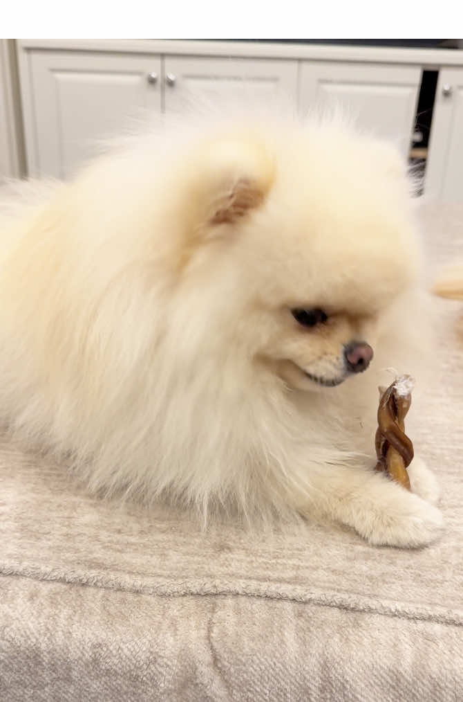 Teddy “Bear” ❤️ #pomeranian #viral #viralvideo #tiktok #dog #fun #trending #pomeraniandog #fyp #cute #poms #puppies #fluffy #teddybear @Touchofcloudspom 