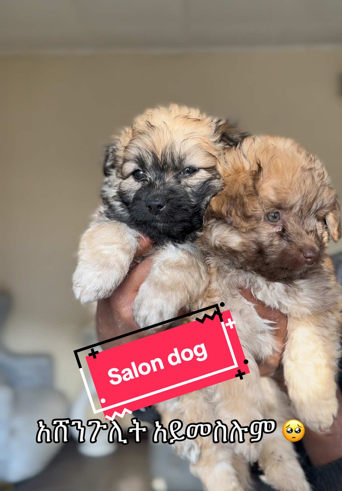 Amazing salon dog are now available in Hulu pets. #dog #ethiopian_tik_tok🇪🇹🇪🇹🇪🇹🇪🇹 #habeshagirl #oromotiktok❤️💚❤️ethiopiantiktok 