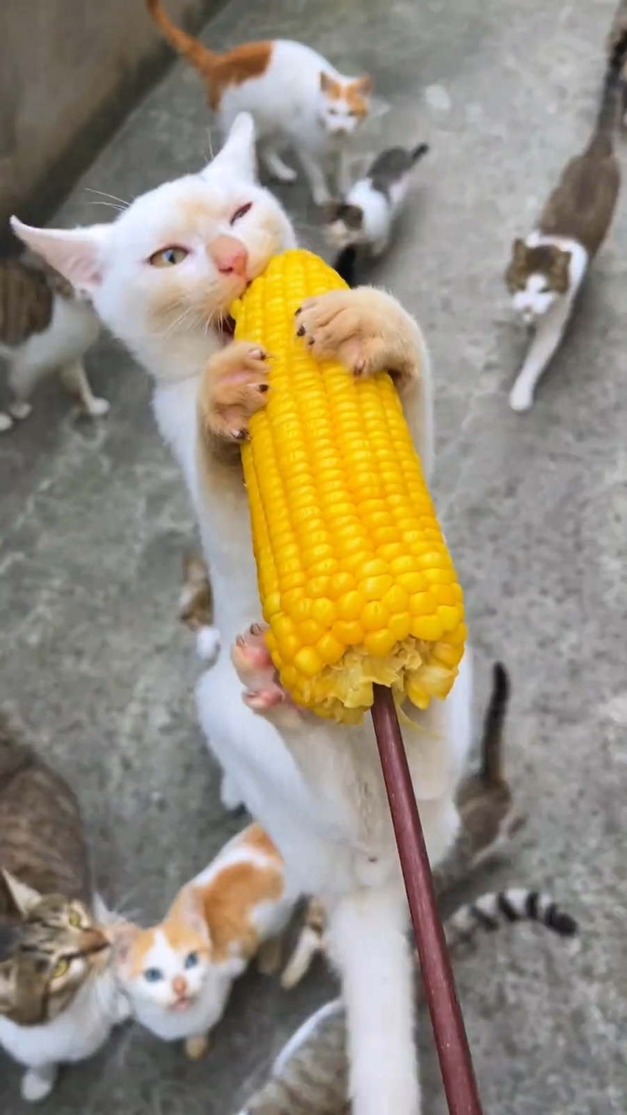 Is it that delicious?😂👏#kucing #catlover #cutecat #meow #funny #funnyvideos #Kitty #fyp 