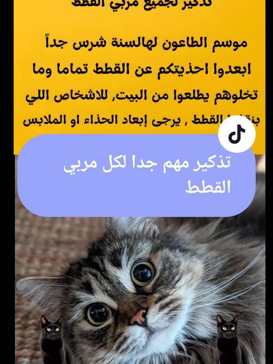 مهم جدا لكل مربي قطط#catlover #catloversoftiktok #fyp #cats #cute #catloversoftiktok🐾🐾 #انقاذالقطط 