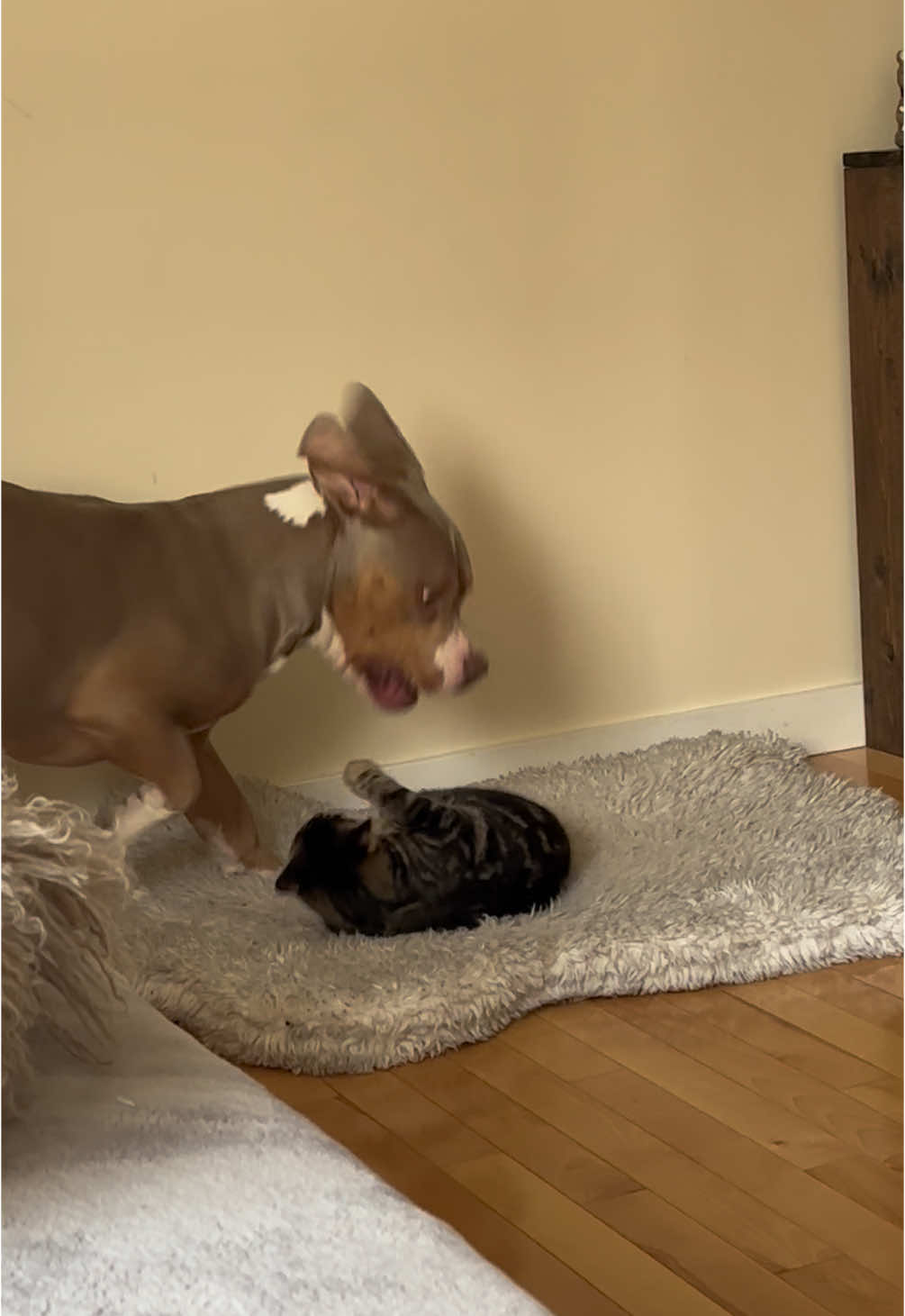 Big mean pitbull attacks innocent kitten!!! #pitbull #pitbullsoftiktok #lilactri #xlbully #xlbullynation #kittens #catanddog #funnycatvideo #harley #dax ##funnydogvideos 