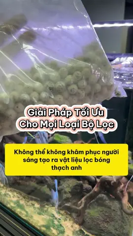 Vật Liệu Lọc: Giải Pháp Tối Ưu Cho Mọi Loại Bộ Lọc Bể Cá #methuysinh #aquarium #fish #fyp