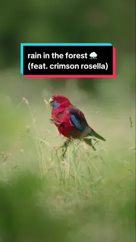 Being in the forest when it’s raining is so calming.  Spotted this crimson rosella in a clearing and it was worth posting this just for the background sound alone 🌧️ #bird #rainyday #rainasmr #parrotsoftiktok #birdsoftiktok 