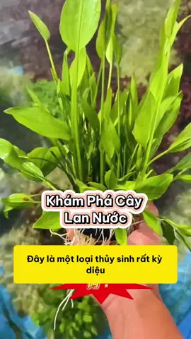 Khám Phá Cây Lan Nước – Thủy Sinh Dễ Chăm Sóc, Tạo Điểm Nhấn Cho Bể Cá #methuysinh #aquarium #fish #fyp