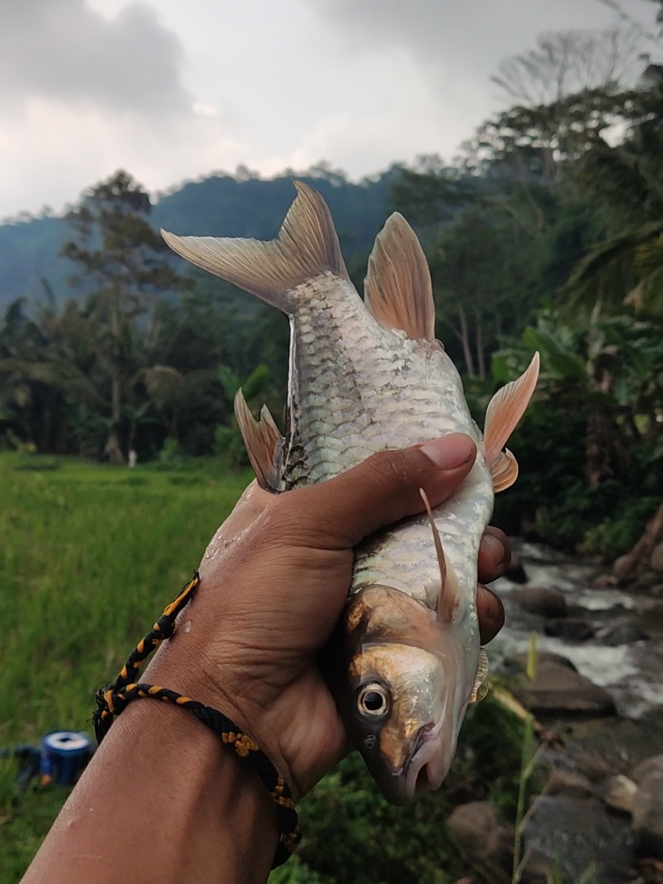 spot mancing maseer sb ngargoyoso.  #mancing #microfishing #maseer 