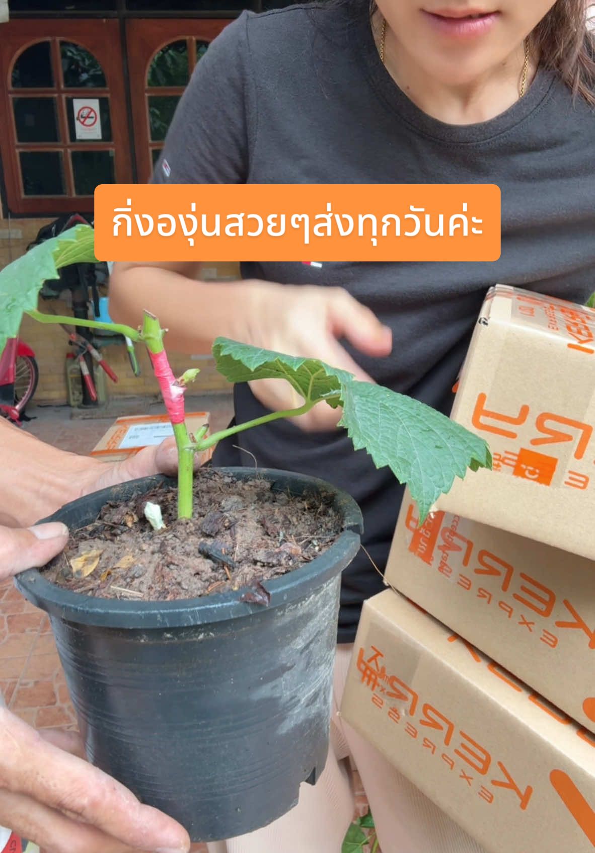 กิ่งองุ่น สวยๆ ราคาดี ส่งทุกวันค่ะ #องุ่นบ้านแพ้ว🍇💯 #องุ่นs48 #องุ่นไซมัสคัส #องุ่นใบคานัว 