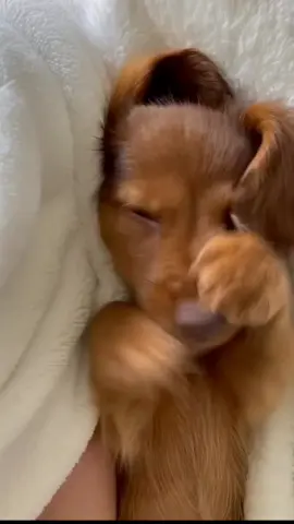 puppy's 😁  #bestvideo #cute #amazing #funnyvideos #funny