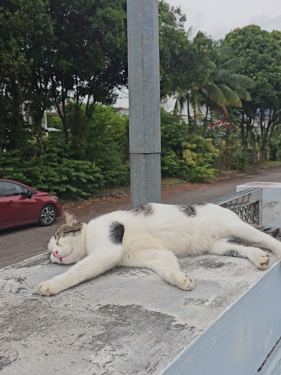 Giant seekor kucing Taxedo, dia suka sunbath di bawah matahari. #cat #kucing #fyp #cute 