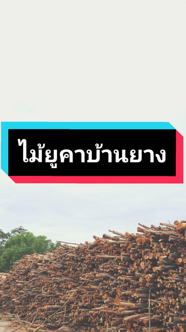 #เทรนด์วันนี้ #วัยรุ่นไม้สับ #พ่วงซิ่ง #สายบรรทุก #พยัคฆภูมิพิสัย #สารคามหวานมาก🤫 #ขึ้นฟีดเถอะ #เปิดการมองเห็น 