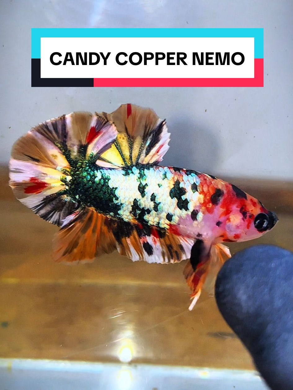 CANDY COPPER NEMO  #ornamentalfish #hobby #bettasplendens #Iikancupang #cupaangjogja #cupangindonesia #bettafish #cupangjogja #Iikancupang #bettasplendens #betta 