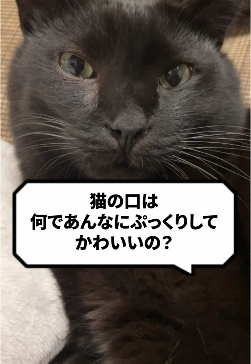 #猫 #猫の先生 #猫可愛い 