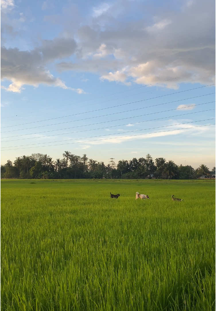 A day in my life #probinsya #fyp #fypシ゚ #foryou #foryoupage #nature #palayan #ricefield #simplelife #thankyoulord #tiktok #video #OrdinaryLife #countryside #reels #province #negrosoccidental #life #peaceful #farmlife 