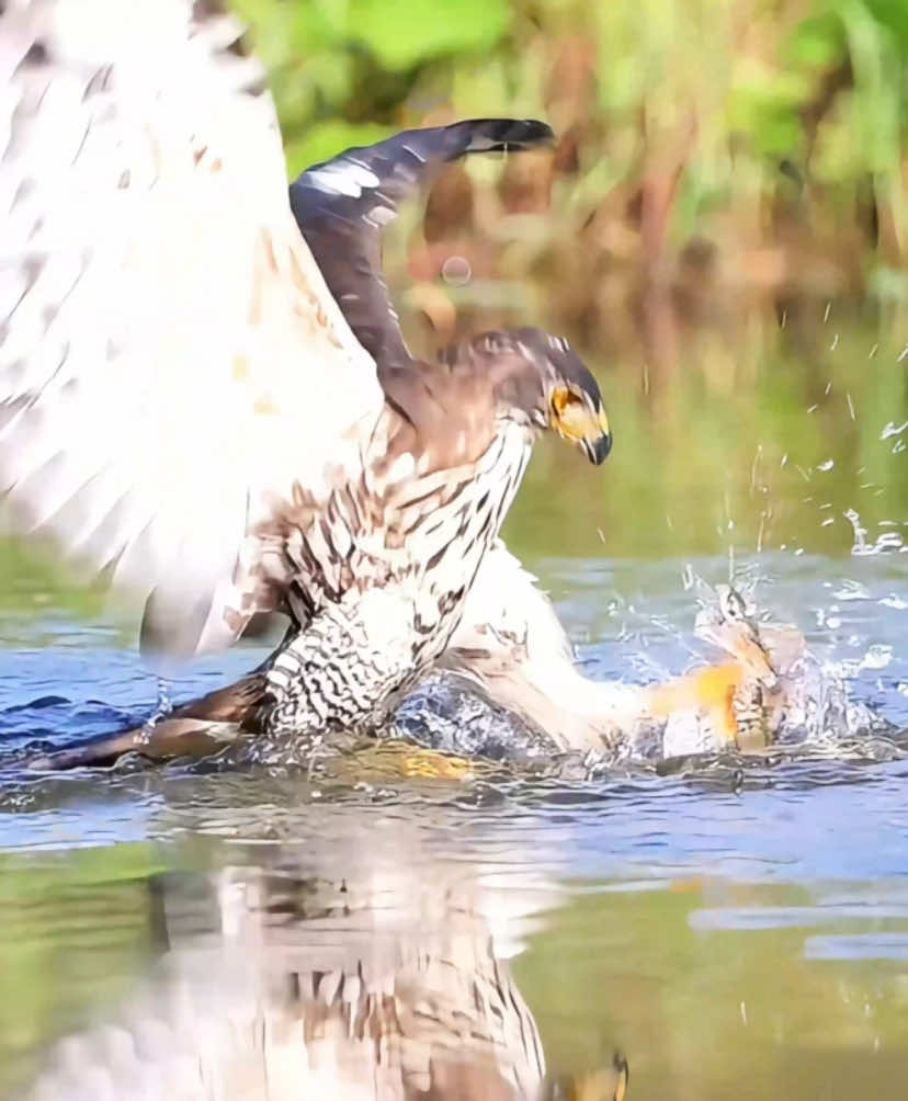The crested eagle decisively used its iron claws to lock the snake’s vital points when facing the attack of the water snake