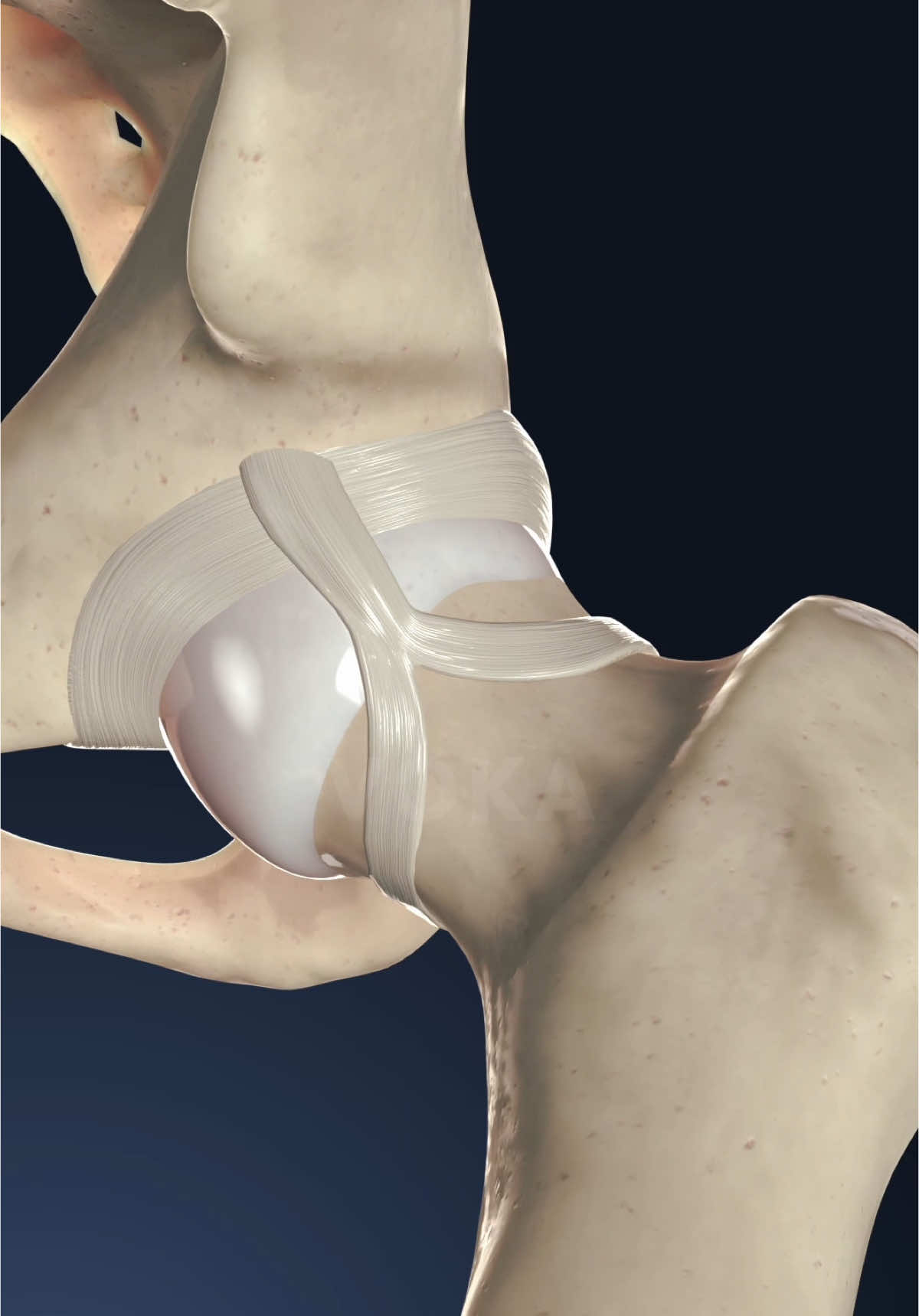 How the hip joint moves: a 3D look at hip joint motion   Dive deeper into this fascinating movement with our 3D visualization of the hip joint, now available on VOKA 3D Anatomy & Pathology. Perfect for medical students, physiotherapists, athletes, or anyone interested in how the body stays in motion!   #hipjoint #jointmotion #physiology #jointhealth #3danatomy #medstudents #medicalstudents #medicaltsudent #digitallearning #humanbody