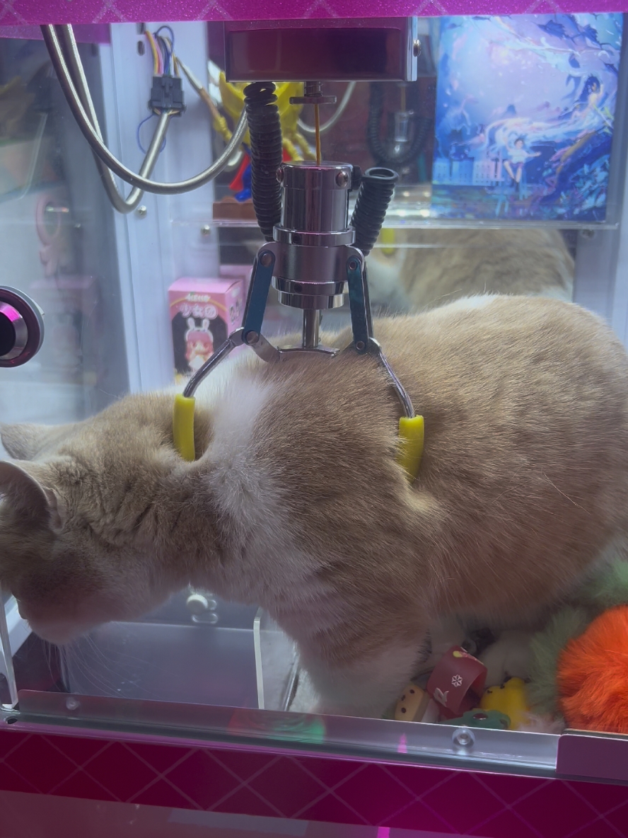 There's a cat in the machine.  #cat #catlover #funny #ti̇ktok #foryou 