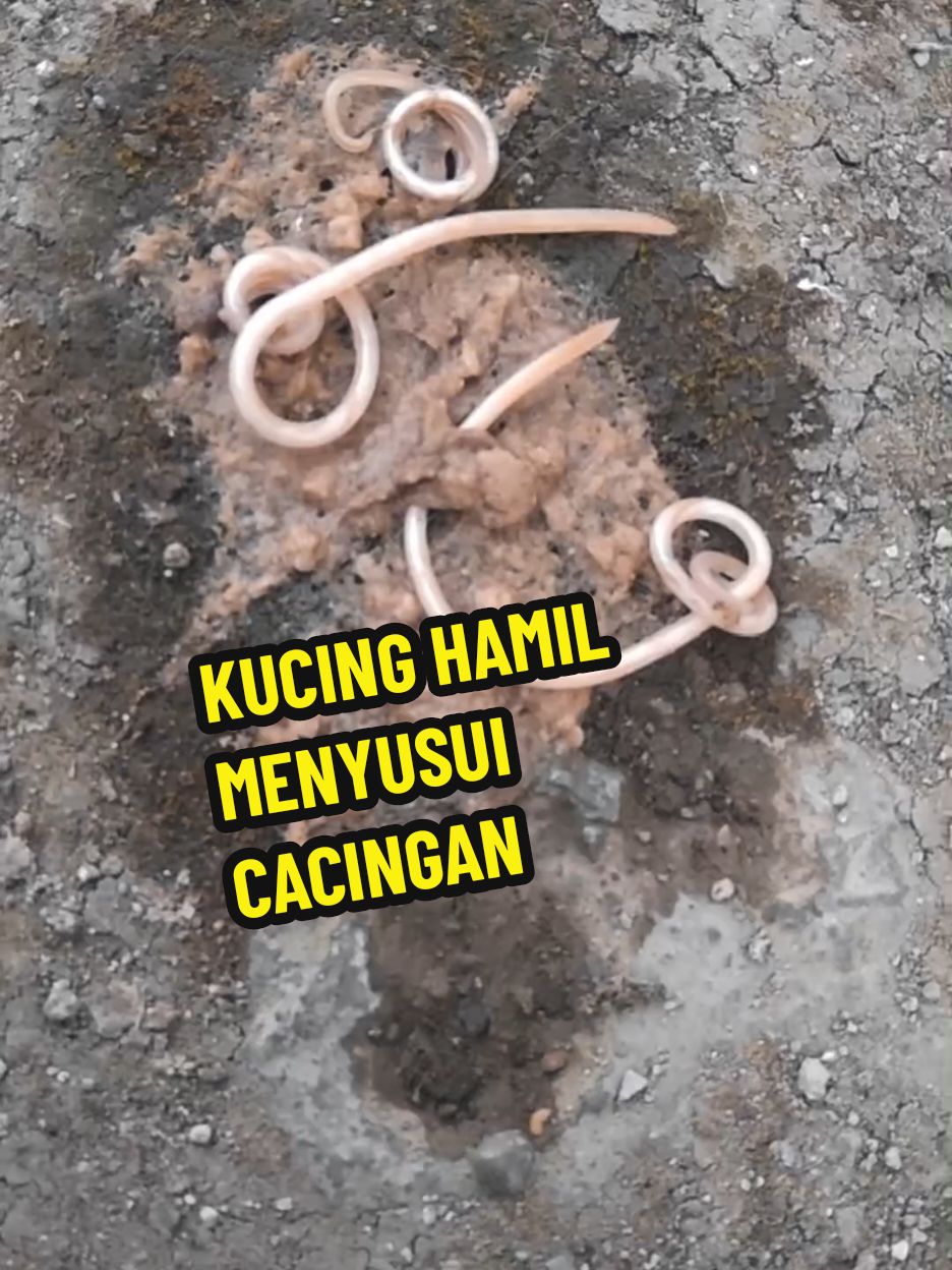 Kucing hamil menyusui cacingan basmi dan sembuhkani dengan cacaw@dewarangga.official #kucingcacingan #cacawdewarangga #bebascacing #perawatankucing 