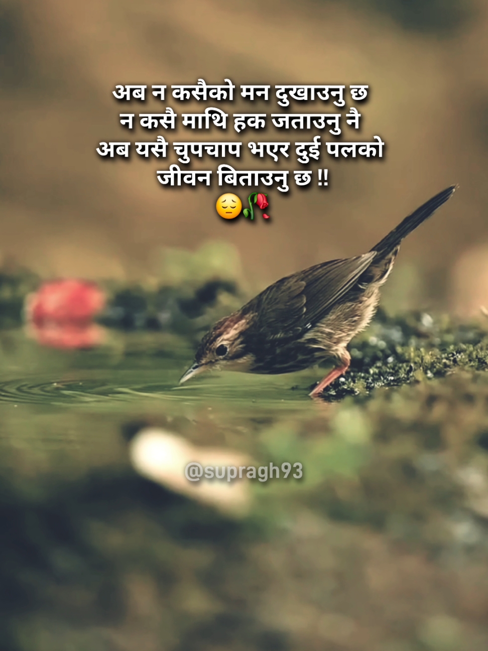 दुई पलको जीवन बिताउनु छ 😔 || Supragh93  #foryoupage #viralvideo #trending #fypシ゚viral #quotes 