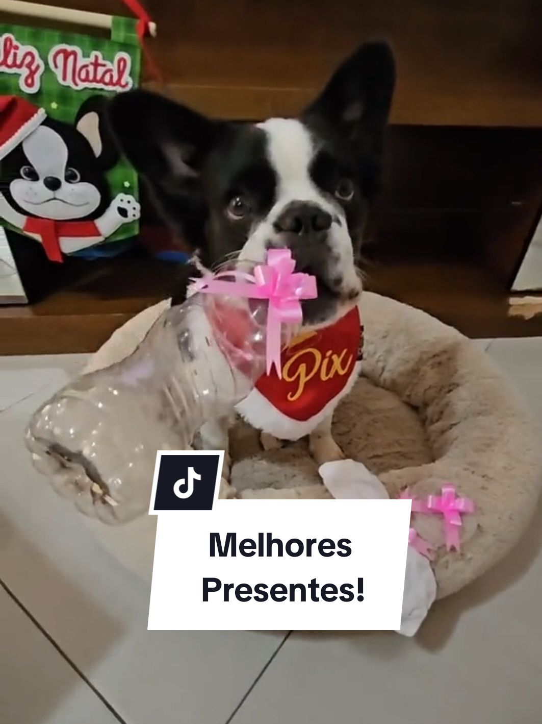 Melhores presentes para o meu cachorro! 😅🎄🎅🏼💙🐶🐾 #buldoguefrancesfluffy  #fluffyfrenchie  #fluffy #buldoguinhopix  #buldoguepeludinho  #cachorrosdotiktok #natal #garrafapet  #creatorsearchinsights 