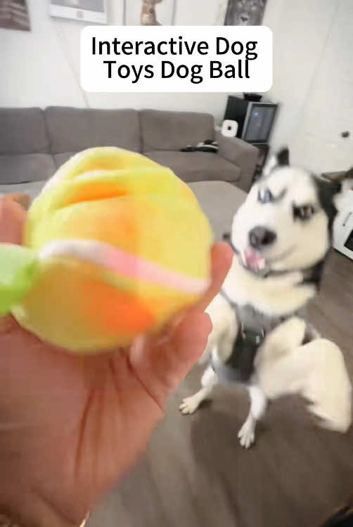 This ball has kept remy busy for hours! #dog #dogtok #dogsoftiktok #puppy 