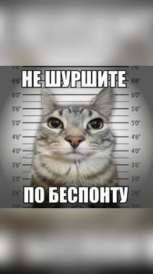 Новые котята, с пылу с жару! #вп #топконтент #мем #милота #приколы #мемыскотятами #оченьсмешныемемы #котята #реки #мемыскотятами #мемыскотятами 