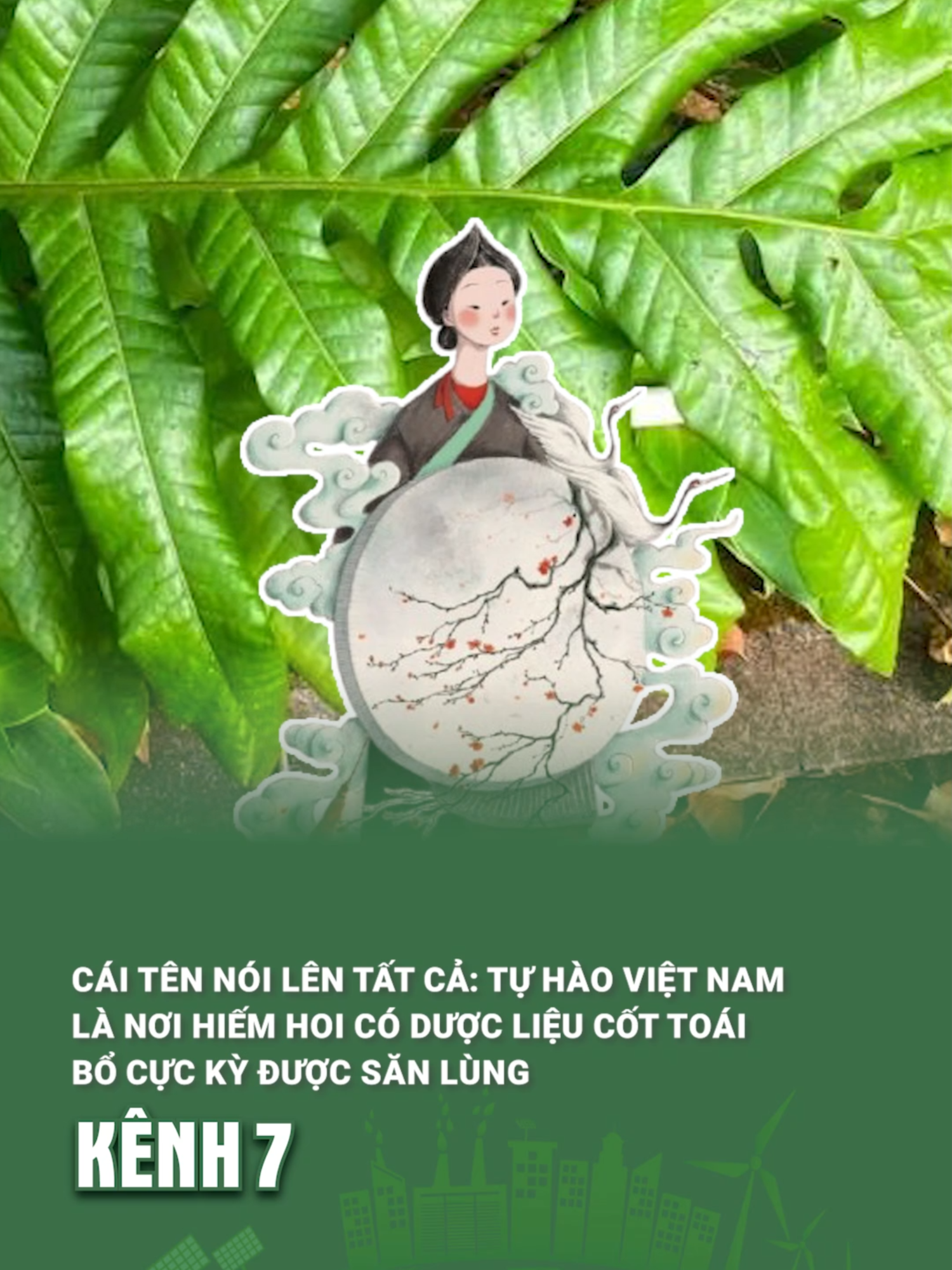 Cái tên nói lên tất cả: Tự hào Việt Nam là một trong 3 nước có dược liệu Cốt toái bổ cực kỳ được săn lùng #kenh7 #kenh7green #higreen #metamultimedia #cottoaibo #thucvatvietnam #cayquyhiem