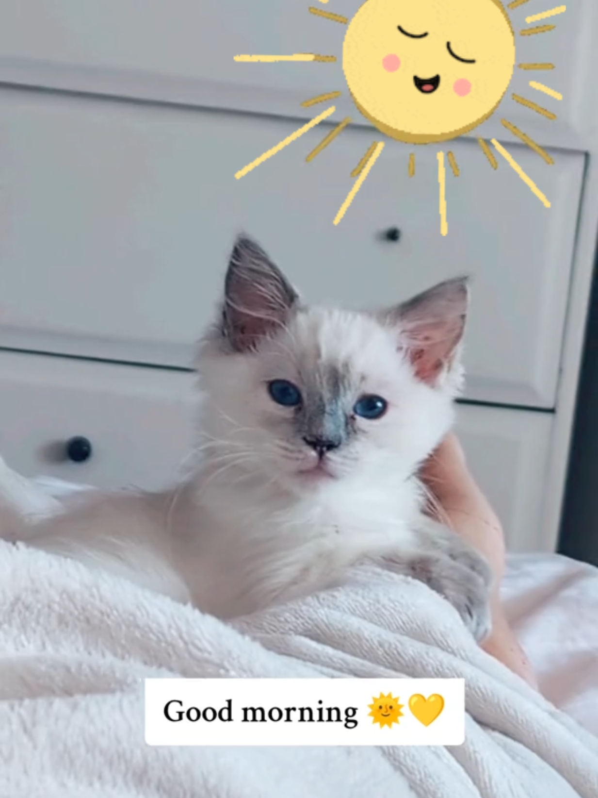 re-upload after copyright strike in the original music. baby mochi at 10 weeks old  #Fyp #fyppp #viralcatvideos ##viralvideotiktok #ragdoll #ragdollkitten #ragdollkittens #ragdollbluepoint #tortiesoftiktok #tortie #sleepykitten #kittensoftiktok #cutekittens #cutekittensoftiktok 