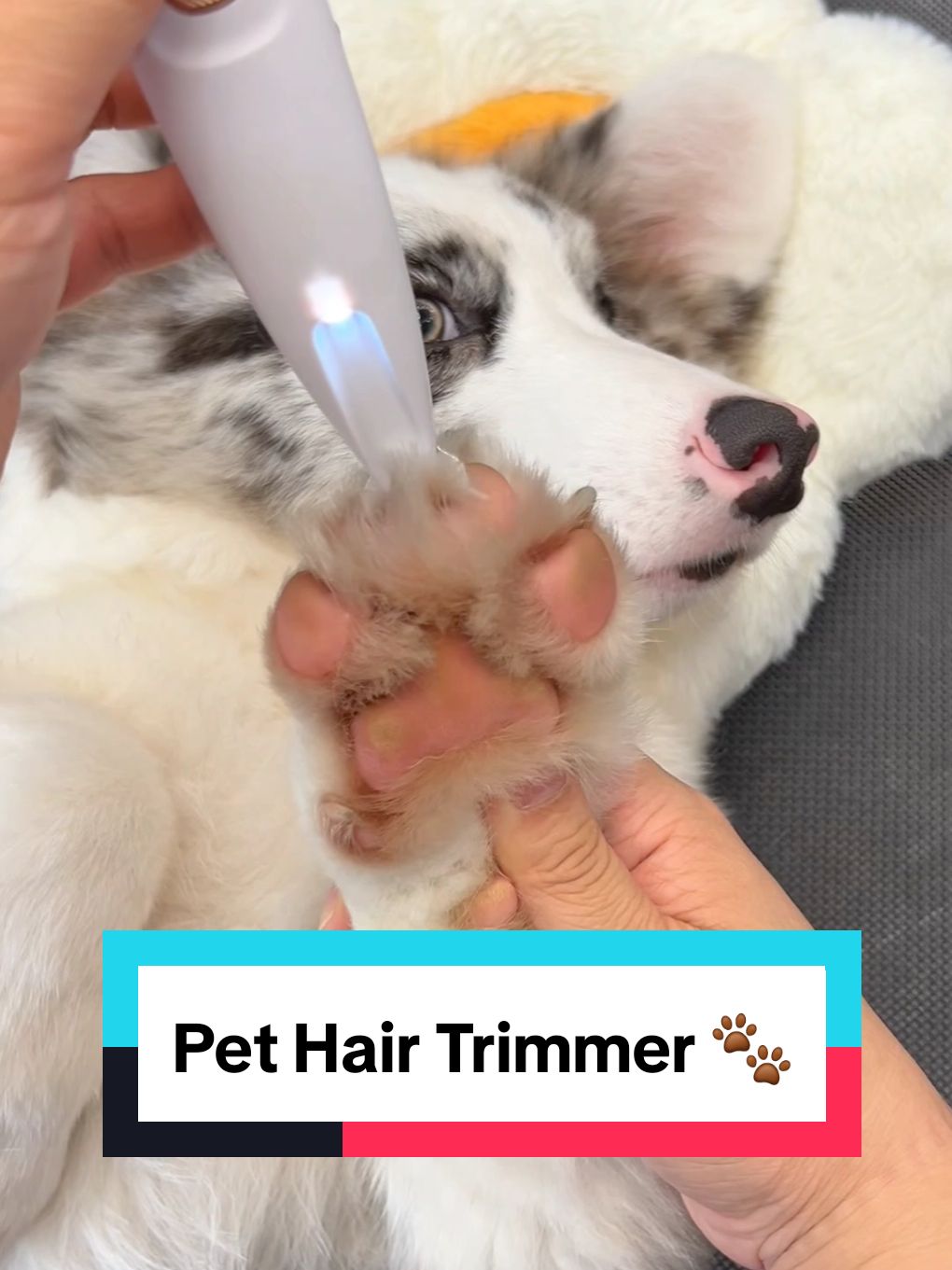 Pet Hair Trimmer 🐾  #pawcare #dogsoftiktoks #dogproducts #dogs 