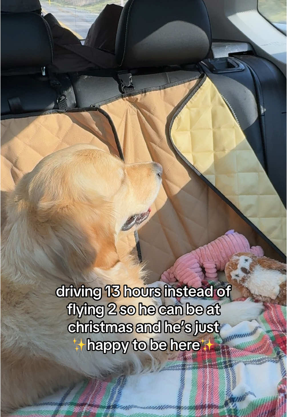 first class for this pup  •  •   • • • • • • • • • #goldenretriever #goldenretrieverlife #goldensoftiktok #dogmom #dogvlog #doglife #dogsoftiktok #dogmomlife #dogcomedy #homefortheholidays #christmas #travel #roadtrip 