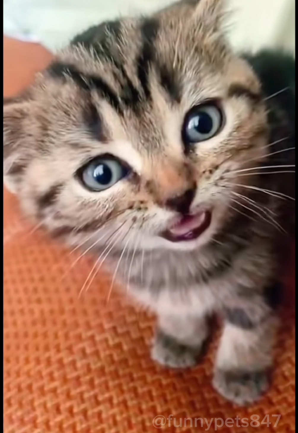 Cute kittens 🐱                               #cutekitten #cutecats #catsoftiktok #funnycats #funnypets #funnypetsoftiktok #funnytiktok #pets #🐈 #foryouu #viral_video #fyp #funn 