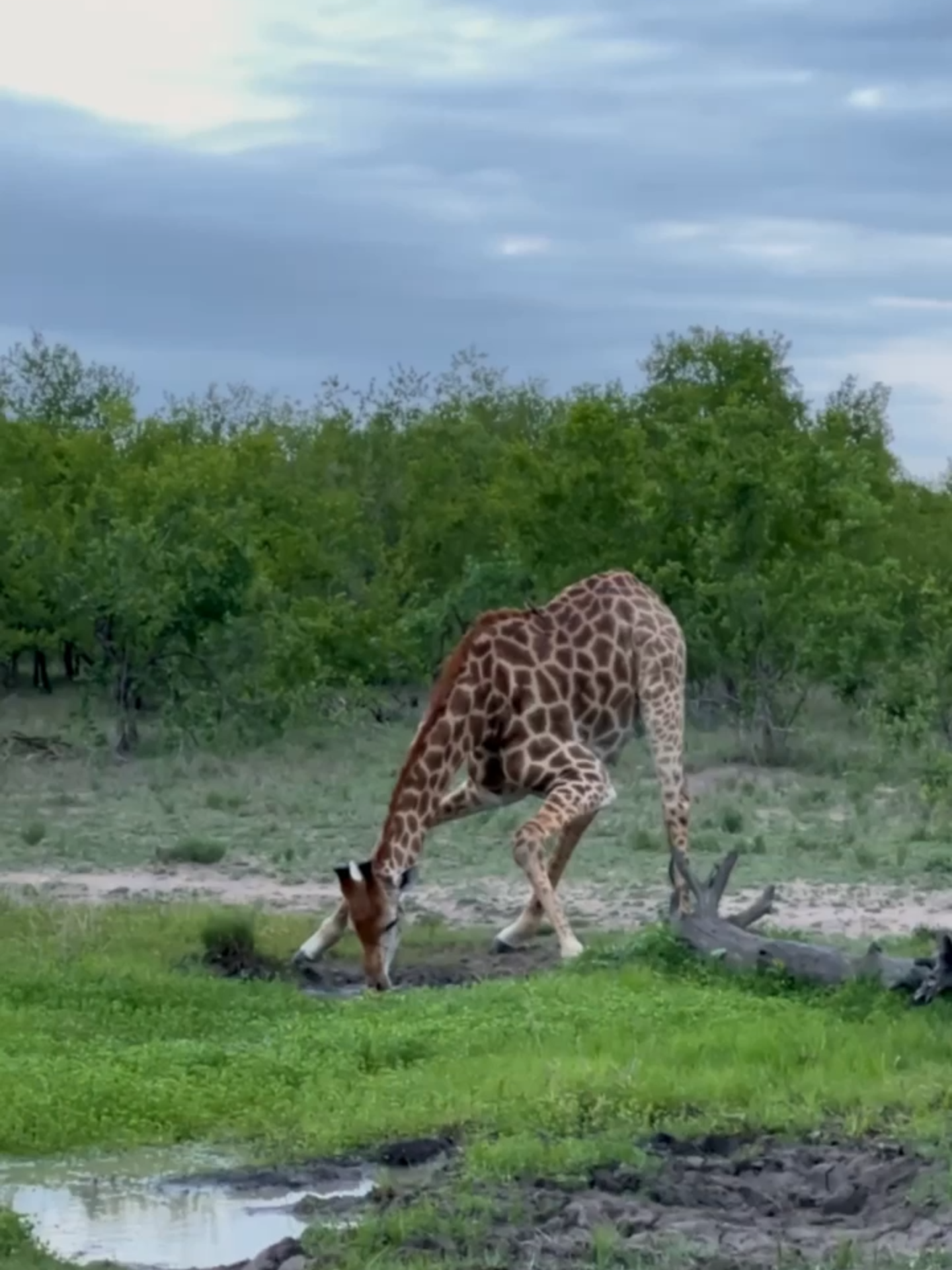 There’s nothing quite like the unique sight of giraffes pausing to quench their thirst. 🦒🌿 #nature #safari #southafrica #africa #giraffe #wildanimals