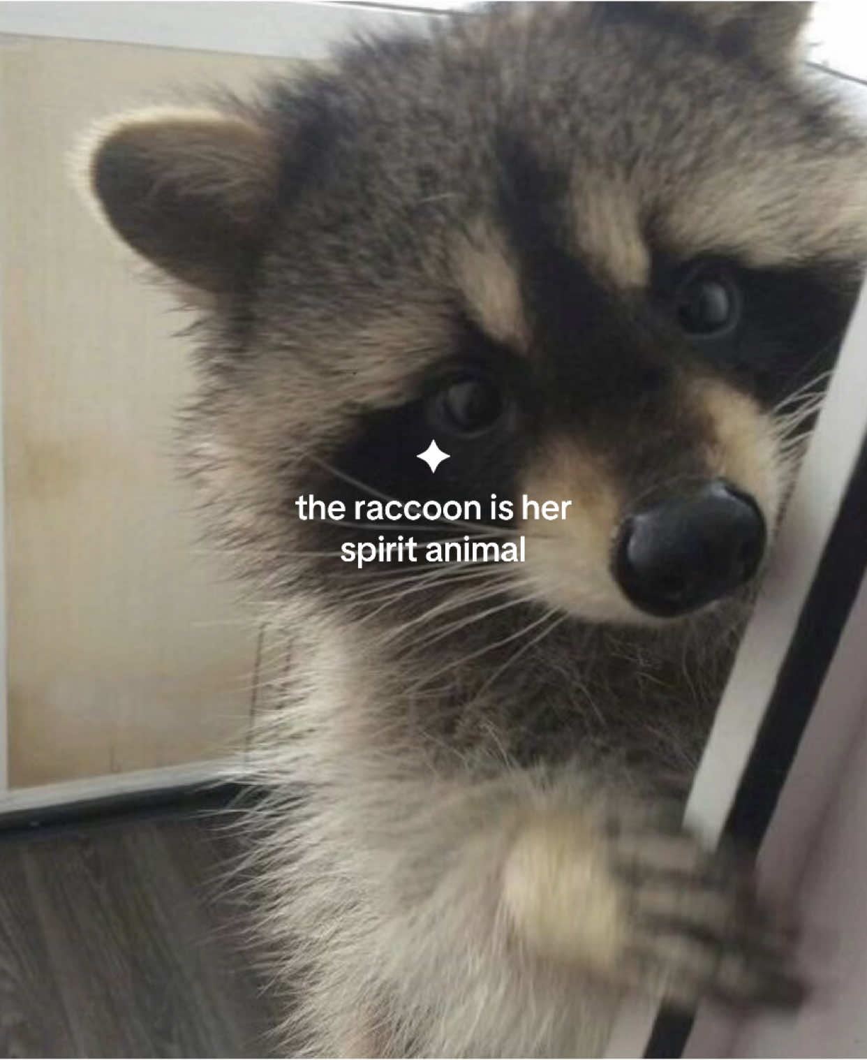 🦝 ! #raccoon #raccoonsoftiktok #aesthetic #pinterestaesthetic #moodboardaesthetic #spiritanimal #moodboard #raccoontok #pinterest #pinterestgirl #recomendation #requested #fyp 