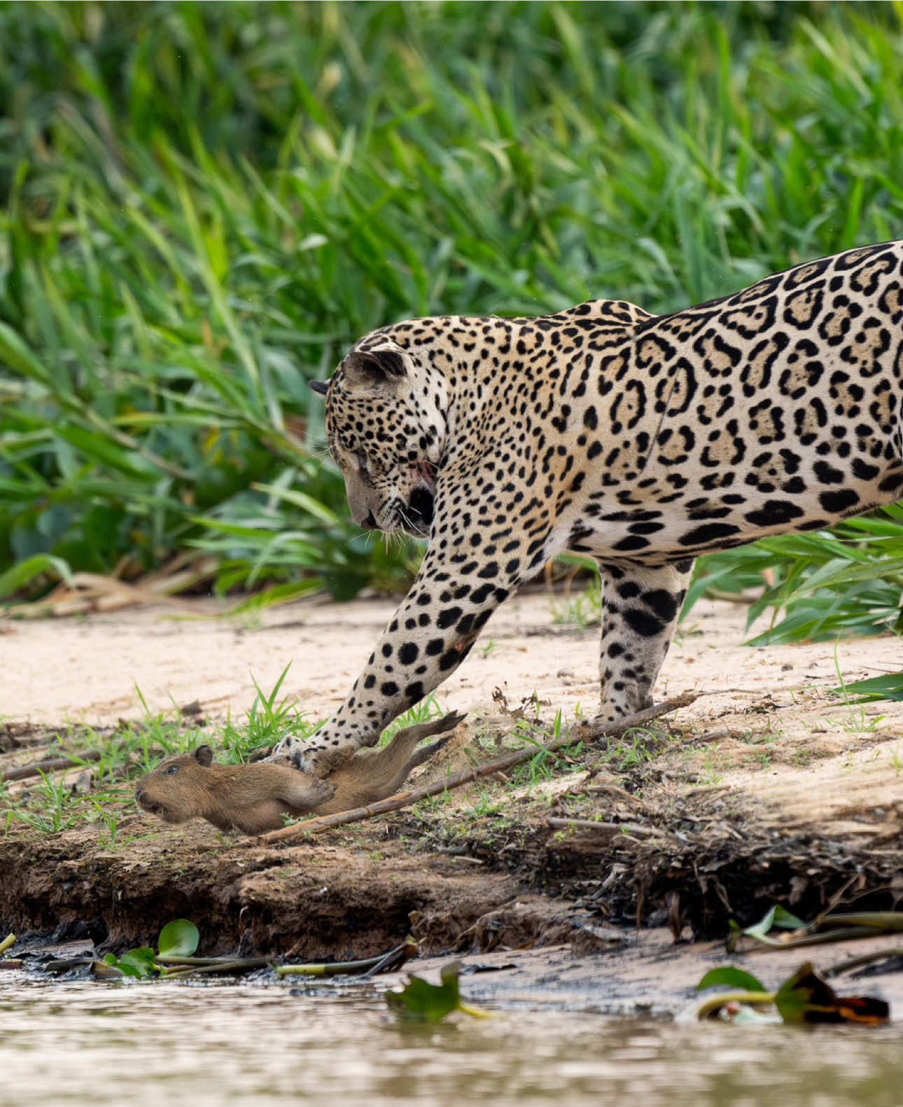 Jaguar hunting a baby capybara 😢 • #pantanal #jaguar #wildlife #animalplanet #animalsoftiktok #bigcatslovers #oncapintada 