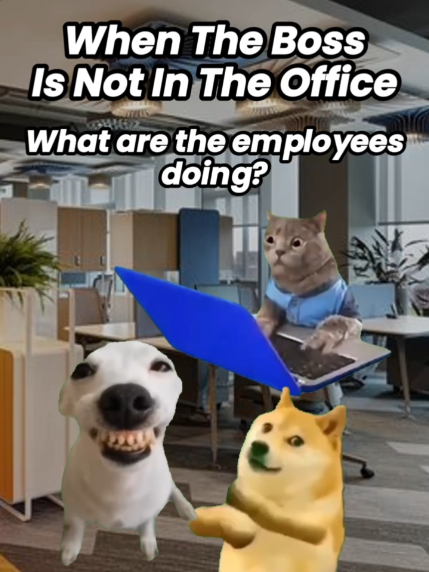 tag ur gang 😗😗 #meme #memes #catmeme #funny #humor #office #officememes #officehumor #officelife #work #workmemes #workhumor #worklife #slackoff #fyp 